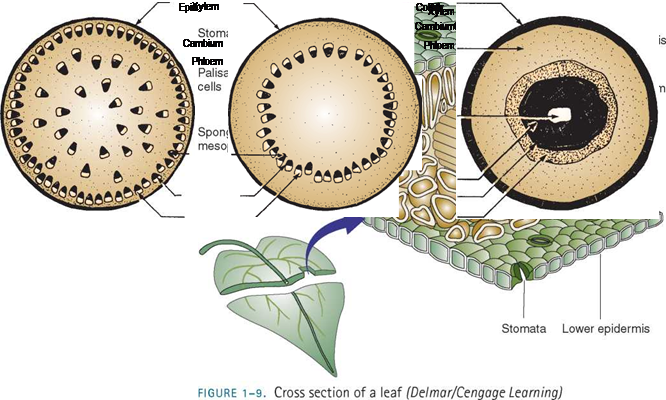 THE STRUCTURE OF PLANT PARTS