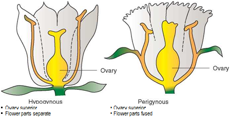 Подпись: • Ovary superior • Ovary superior • Flower parts separate • Flower parts fused 