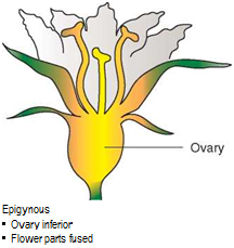 Подпись: Epigynous • Ovary inferior • Flower parts fused 