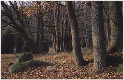 Open woodlands and ‘silvi-pastoral’ systems