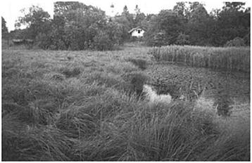 Oligotrophic bogs and fens
