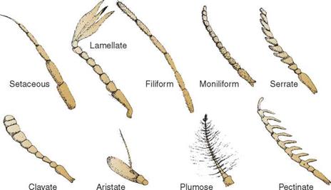 The Classification of Insects