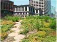 Green roof for Chicago City Hall