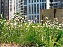 Green roof for Chicago City Hall