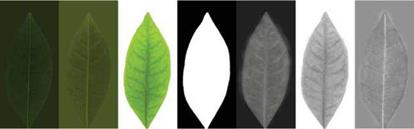 Optical Properties of Leaves