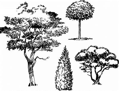 Traditional Drawings of Plants