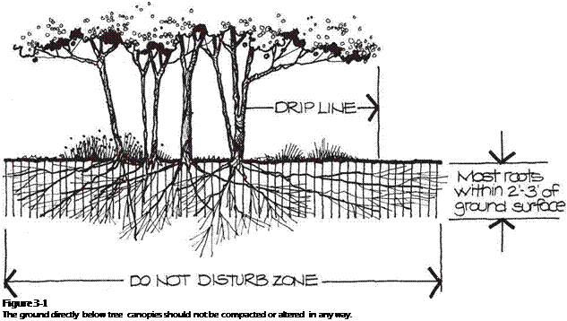 Подпись: Figure 3-1 The ground directly below tree canopies should not be compacted or altered in any way. 